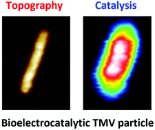 Graphical abstract: Enzymatic activity of individual bioelectrocatalytic viral nanoparticles: dependence of catalysis on the viral scaffold and its length