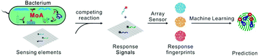 Graphical abstract: A machine learning approach-based array sensor for rapidly predicting the mechanisms of action of antibacterial compounds