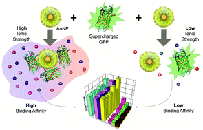 Graphical abstract: High affinity protein surface binding through co-engineering of nanoparticles and proteins