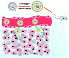 Graphical abstract: pH-Responsive size-shrinkable mesoporous silica-based nanocarriers for improving tumor penetration and therapeutic efficacy