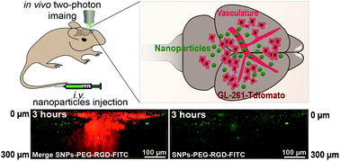 Graphical abstract: Real-time in vivo imaging reveals specific nanoparticle target binding in a syngeneic glioma mouse model