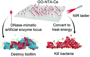 Graphical abstract: A DNase-mimetic artificial enzyme for the eradication of drug-resistant bacterial biofilm infections
