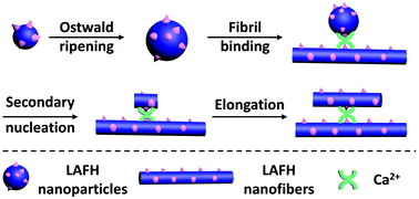 Graphical abstract: Ca2+ accelerates peptide fibrillogenesis via a heterogeneous secondary nucleation pathway