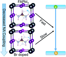 Graphical abstract: Correlated organic–inorganic motion enhances stability and charge carrier lifetime in mixed halide perovskites