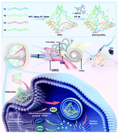 Graphical abstract: Epigallocatechin gallate-loaded tetrahedral DNA nanostructures as a novel inner ear drug delivery system