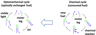 Graphical abstract: A high-fidelity light-powered nanomotor from a chemically fueled counterpart via site-specific optomechanical fuel control