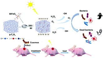 Graphical abstract: Unique BiFeO3/g-C3N4 mushroom heterojunction with photocatalytic antibacterial and wound therapeutic activity