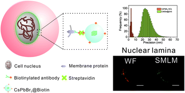 Graphical abstract: Water-dispersed CsPbBr3 nanocrystals for single molecule localization microscopy with high location accuracy for targeted bioimaging