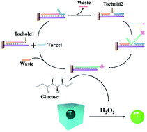 Graphical abstract: Toehold-mediated strand displacement coupled with single nanoparticle dark-field microscopy imaging for ultrasensitive biosensing