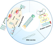 Graphical abstract: Filamentous bacteriophages, natural nanoparticles, for viral vaccine strategies