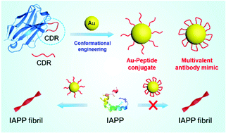 Graphical abstract: Conformation-reconstructed multivalent antibody mimic for amplified mitigation of human islet amyloid polypeptide amyloidogenesis