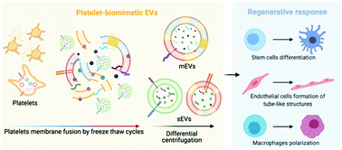 Graphical abstract: Controlling the fate of regenerative cells with engineered platelet-derived extracellular vesicles