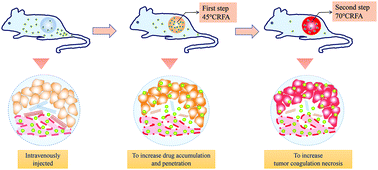 Graphical abstract: Can two-step ablation combined with chemotherapeutic liposomes achieve better outcome than traditional RF ablation? A solid tumor animal study