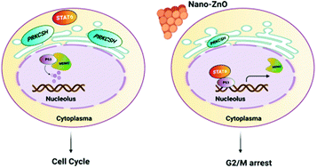 Graphical abstract: Potential role of PRKCSH in lung cancer: bioinformatics analysis and a case study of Nano ZnO