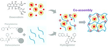 Graphical abstract: Tuning the drug multimodal release through a co-assembly strategy based on magnetic gels