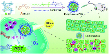 Graphical abstract: A porphyrin-based metallacage for enhanced photodynamic therapy