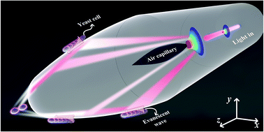 Graphical abstract: Fiber-integrated optical tweezers for ballistic transport and trapping yeast cells
