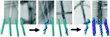 Graphical abstract: Co-assembly of a multicomponent network of nanofiber-wrapped nanotubes