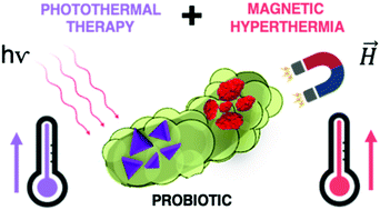 Graphical abstract: Magneto-optical hyperthermia agents based on probiotic bacteria loaded with magnetic and gold nanoparticles