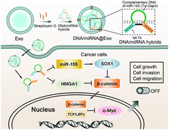 Graphical abstract: Smartly responsive DNA–miRNA hybrids packaged in exosomes for synergistic enhancement of cancer cell apoptosis