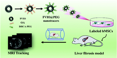 Graphical abstract: In vivo MRI tracking and therapeutic efficacy of transplanted mesenchymal stem cells labeled with ferrimagnetic vortex iron oxide nanorings for liver fibrosis repair