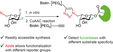 Graphical abstract: Development of a 1,2-difluorofucoside activity-based probe for profiling GH29 fucosidases