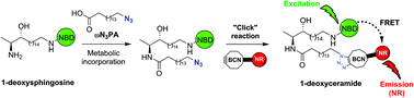 Graphical abstract: Synthesis and characterization of bichromophoric 1-deoxyceramides as FRET probes