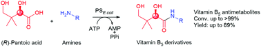 Graphical abstract: The broad amine scope of pantothenate synthetase enables the synthesis of pharmaceutically relevant amides