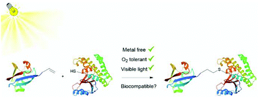 Graphical abstract: Investigating eosin Y as a photocatalyst for the radical-dependent activity-based probing of deubiquitinating enzymes