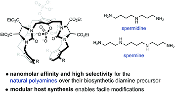 Graphical abstract: Understanding the binding properties of phosphorylated glycoluril-derived molecular tweezers and selective nanomolar binding of natural polyamines in aqueous solution