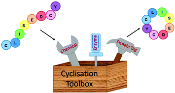 Graphical abstract: Approaches for peptide and protein cyclisation
