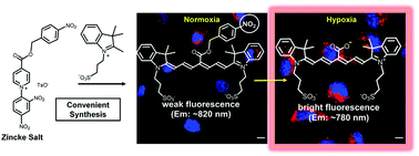 Graphical abstract: Generalizable synthesis of bioresponsive near-infrared fluorescent probes: sulfonated heptamethine cyanine prototype for imaging cell hypoxia