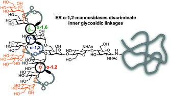 Graphical abstract: Synthetic trisaccharides reveal discrimination of endo-glycosidic linkages by exo-acting α-1,2-mannosidases in the endoplasmic reticulum