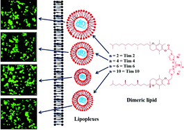 Graphical abstract: α-Tocopherol-anchored gemini lipids with delocalizable cationic head groups: the effect of spacer length on DNA compaction and transfection properties