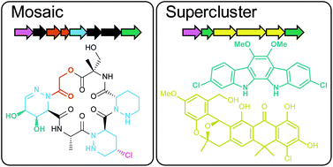 Graphical abstract: Chlorinated metabolites from Streptomyces sp. highlight the role of biosynthetic mosaics and superclusters in the evolution of chemical diversity