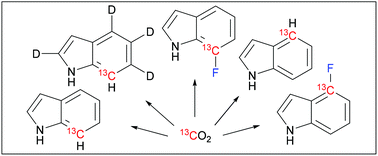 Graphical abstract: Synthesis of 13C/19F/2H labeled indoles for use as tryptophan precursors for protein NMR spectroscopy