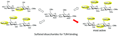 Graphical abstract: Synthesis of new sulfated disaccharides for the modulation of TLR4-dependent inflammation