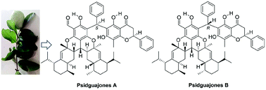 Graphical abstract: Psidguajones A and B, a pair of complex meroterpenoid epimers from the leaves of Psidium guajava