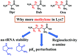 Graphical abstract: The microenvironment and pKa perturbation of aminoacyl-tRNA guided the selection of cationic amino acids