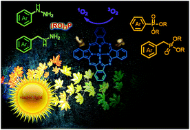 Graphical abstract: Visible-light-mediated phosphonylation reaction: formation of phosphonates from alkyl/arylhydrazines and trialkylphosphites using zinc phthalocyanine