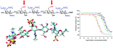 Graphical abstract: Synthesis, structure and midkine binding of chondroitin sulfate oligosaccharide analogues