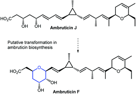 Graphical abstract: Ambruticins: tetrahydropyran ring formation and total synthesis