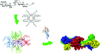 Graphical abstract: Synthesis, self-assembly and Langerin recognition studies of a resorcinarene-based glycocluster exposing a hyaluronic acid thiodisaccharide mimetic