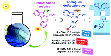 Graphical abstract: Total syntheses and antiproliferative activities of prenostodione and its analogues