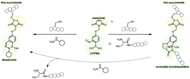 Graphical abstract: A 2-formylphenylboronic acid (2FPBA)-maleimide crosslinker: a versatile platform for Cys-peptide–hydrazine conjugation and interplay