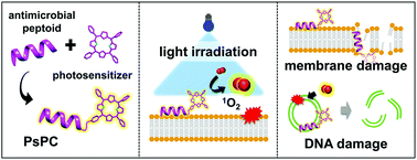 Graphical abstract: Photosensitizer–peptoid conjugates for photoinactivation of Gram-negative bacteria: structure–activity relationship and mechanistic studies