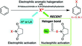 Graphical abstract: Halogen bond-induced electrophilic aromatic halogenations
