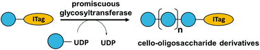 Graphical abstract: A promiscuous glycosyltransferase generates poly-β-1,4-glucan derivatives that facilitate mass spectrometry-based detection of cellulolytic enzymes