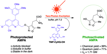 Graphical abstract: Photoactivatable AMPA for the study of glutamatergic neuronal transmission using two-photon excitation