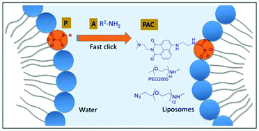 Graphical abstract: Phosphonodithioester-amine coupling in water: a fast reaction to modify the surface of liposomes